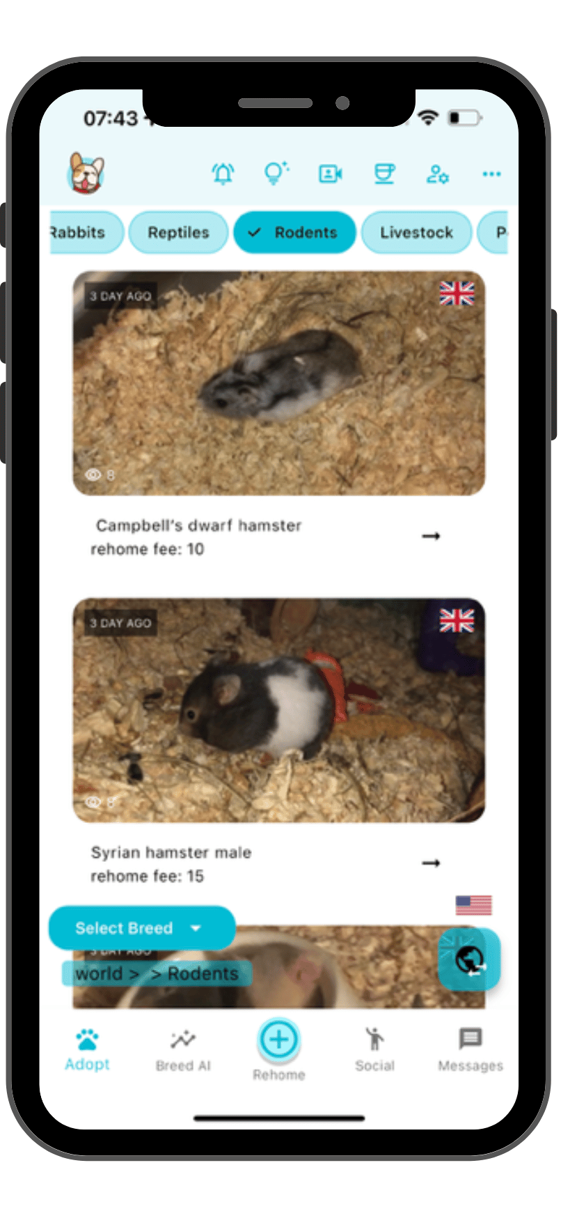 Rodents for sale near me - hamsters, gerbils and exotic pets